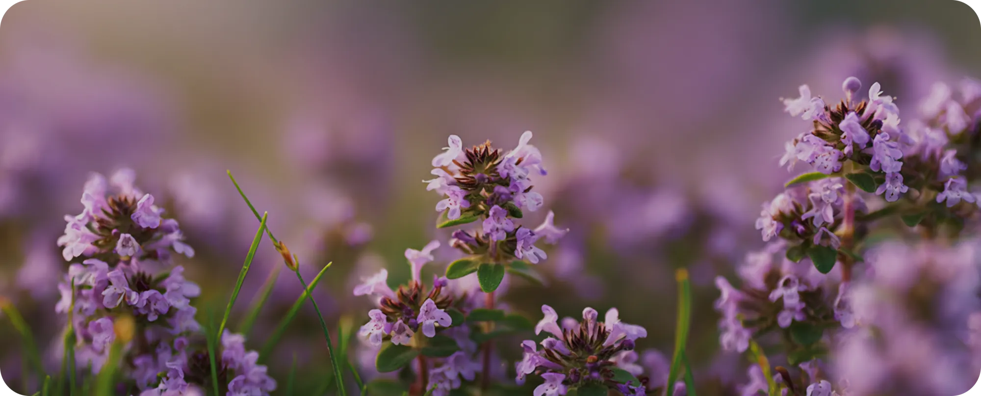 Fiori di timo in fioritura