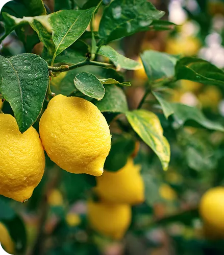 Limoni sull'albero