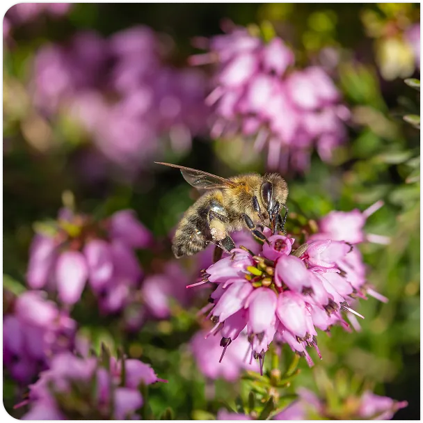 Tutela della biodiversità e degli animali