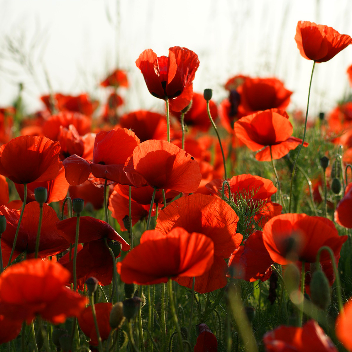 THEOBROMA CACAO SEED BUTTER wholesale suppliers & price per kg | Esperis