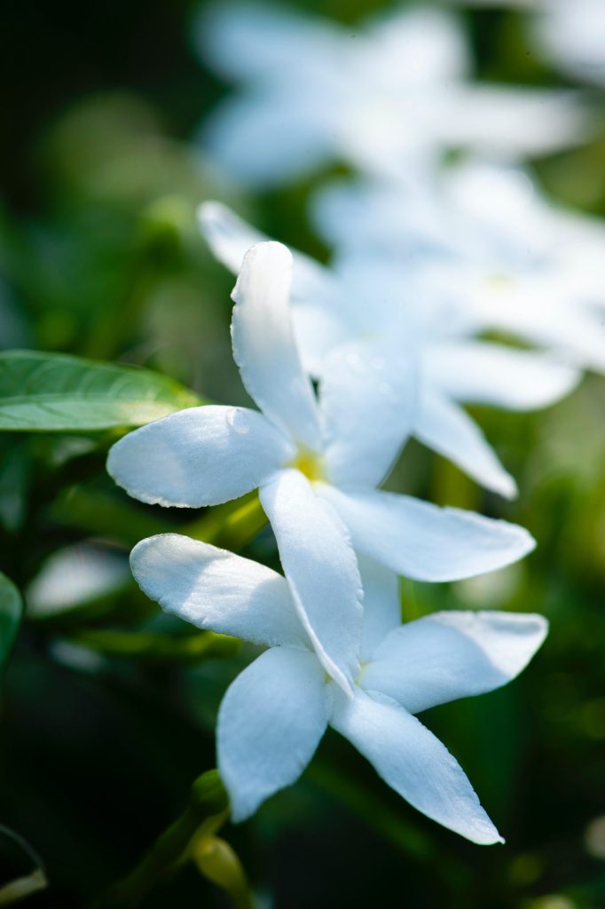pexels-tiểu-bảo-trương-7477565