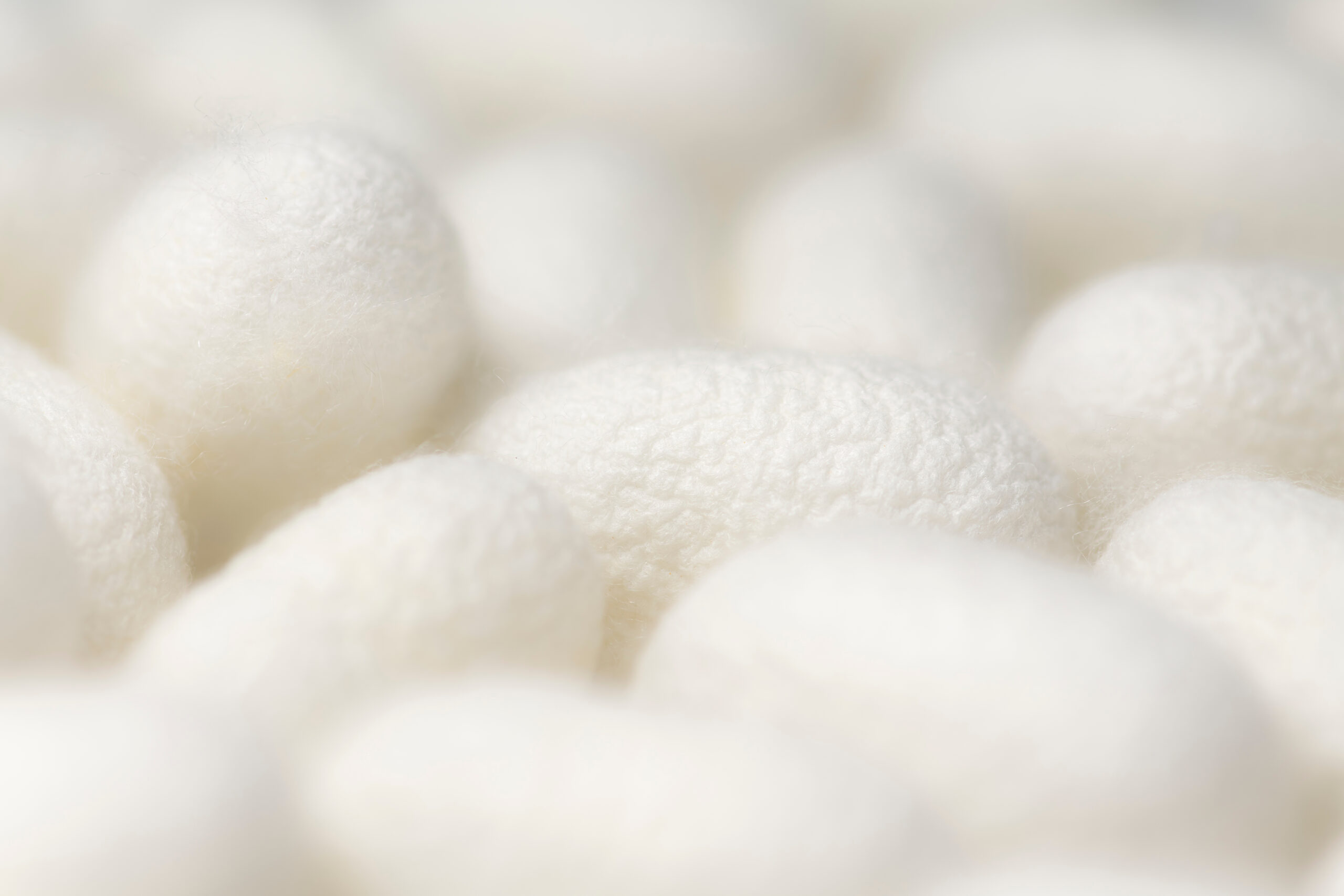 The,Silk,In,The,Cocoon.,The,Silk,Moth,Can,Be