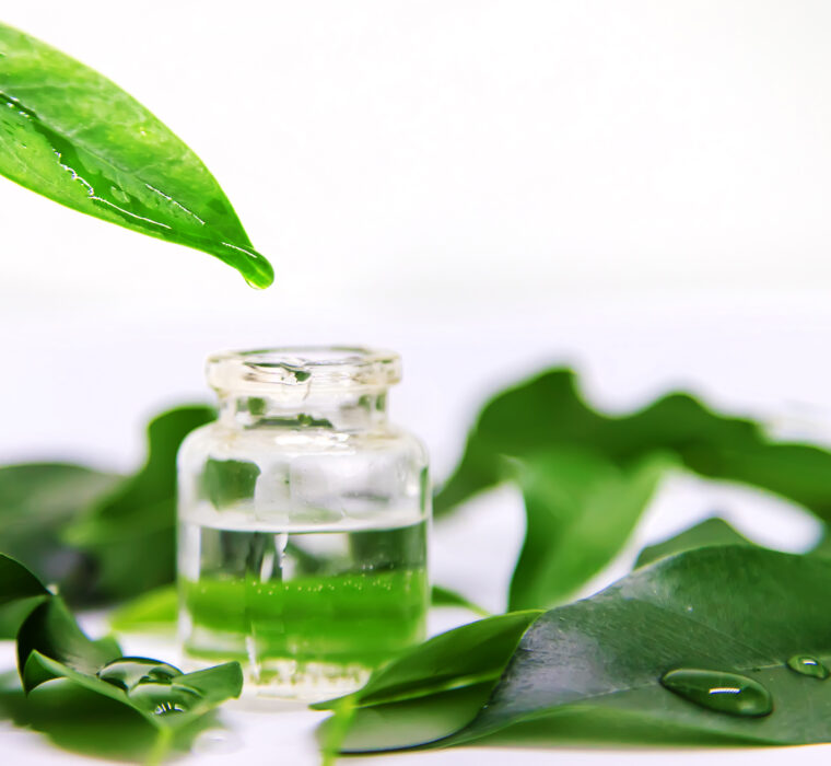 tea tree oil in a small bottle. Selective focus. nature.