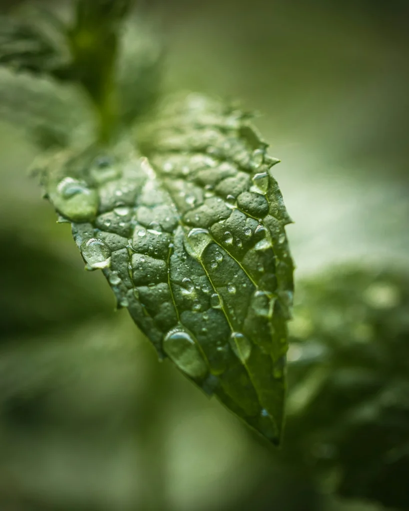 Prodotto OLIO ESSENZIALE MENTA PIPERITA