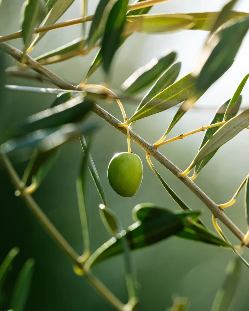 Prodotto OLIO OLIVA RAFFINATO PH.EU