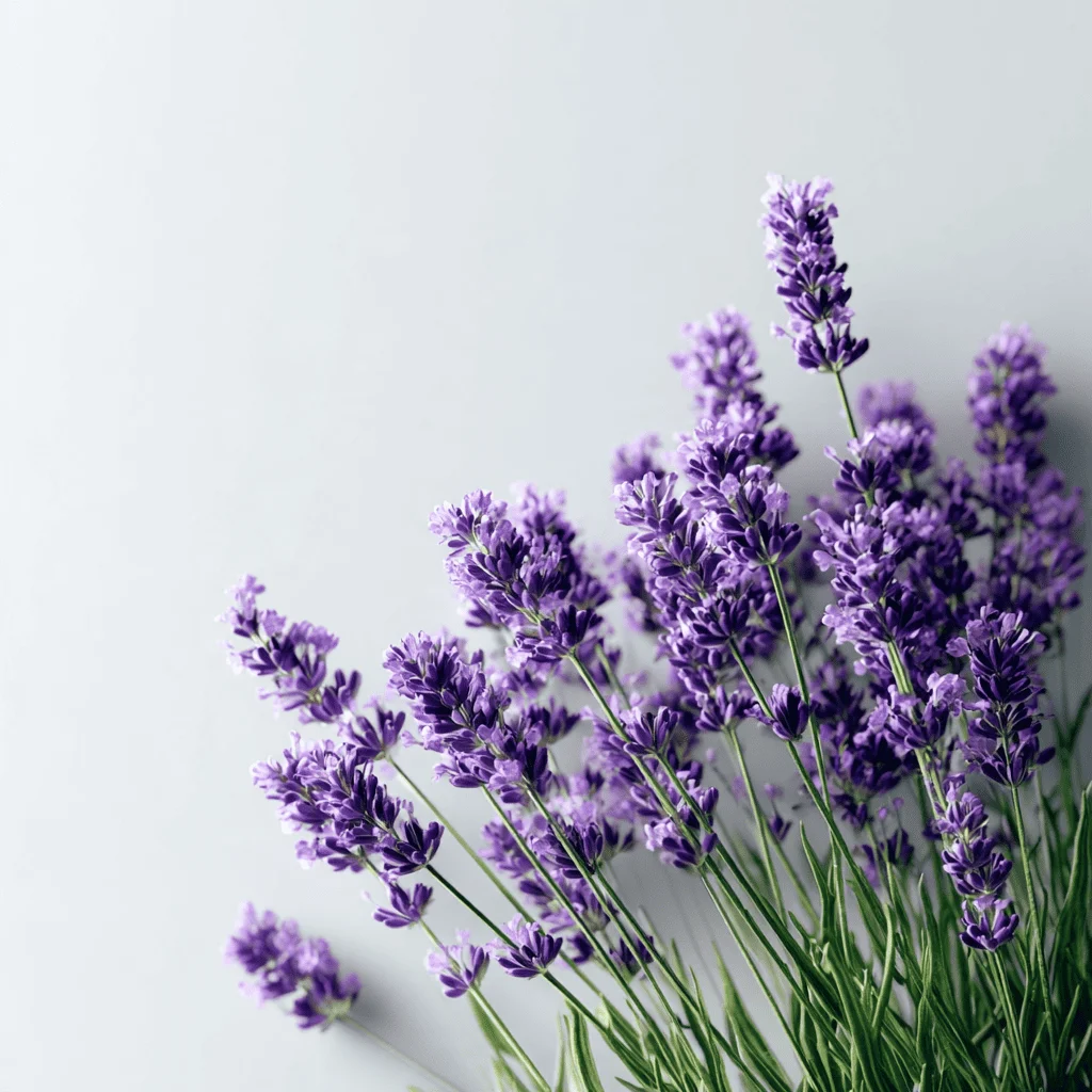 Prodotti - OL.ES.LAVANDA MIRAVALLE