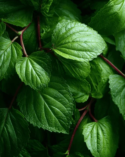 Prodotti - OL.ES.PATCHOULI PENANG