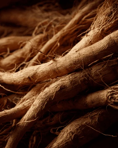 Prodotti - Prodotti - OL.ES.ANGELICA RADICI