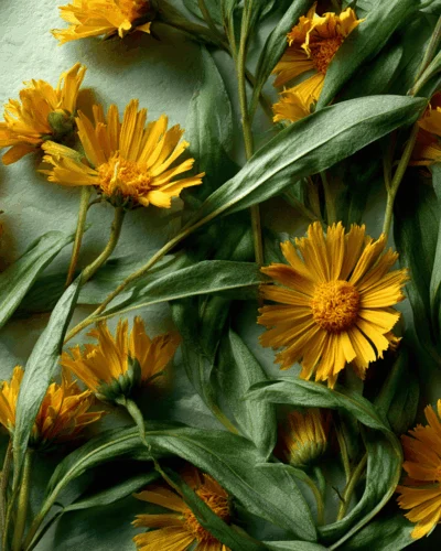 Prodotti - ESTRATTO IDROGLICERICO ARNICA