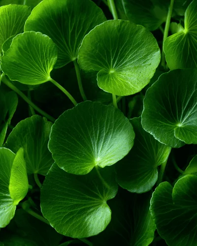 Prodotti - ESTRATTO IDROGLICERICO CENTELLA