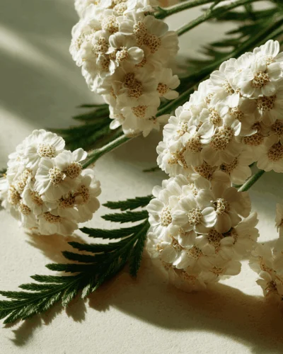 Prodotti - OL.ES.ACHILLEA MILLEFOGLIE