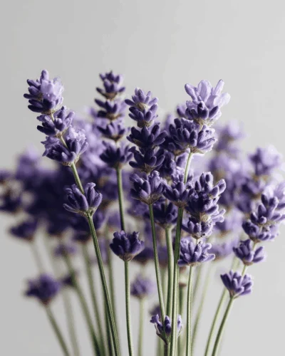 Prodotti - FRAGR.LAVANDA 1894